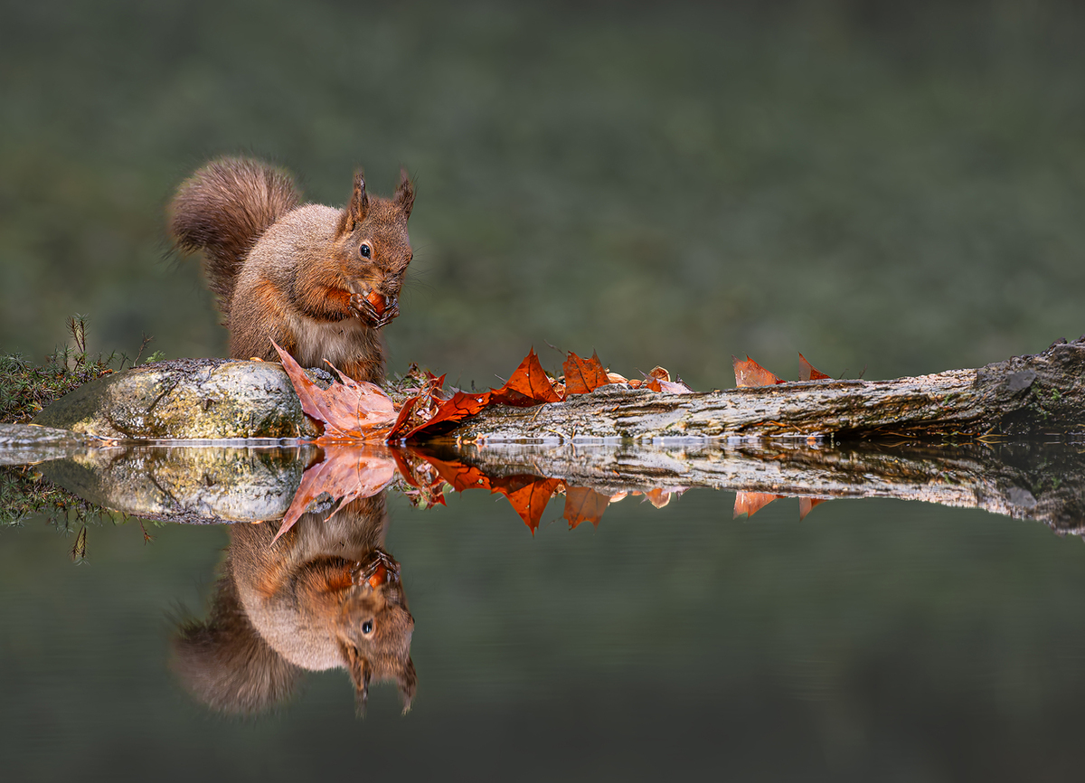 Red Squirrel - Steve Bird